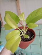PHILODENDRON SUNRISE groene kamerplant, Huis en Inrichting, Kamerplanten, Overige soorten, Minder dan 100 cm, Groene kamerplant