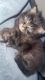 Mooi Kat €300, Dieren en Toebehoren, Kater, Met stamboom, 0 tot 2 jaar