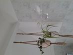 Macrame hangers met pot en hangplanten, Ophalen
