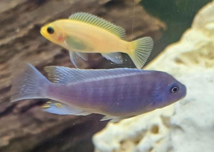 Maylandia Estherae minos reef malawi cichliden, Dieren en Toebehoren, Vissen | Aquariumvissen, Zoetwatervis, Vis