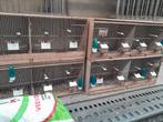 Vogels kooien bakken kweekbakken 4stuks alles voor 20€, Dieren en Toebehoren, Ophalen, Gebruikt, Hout, Broedkooi of Kweekkooi