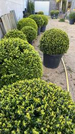 Buxus bollen, Tuin en Terras, Ophalen