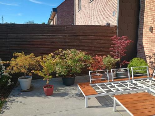 Collection de 7 Érables du japon/ ou à la pièce, Tuin en Terras, Planten | Struiken en Hagen, Ophalen