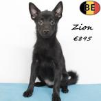 "Zion" Schipperke - leuk reutje - te koop, Dieren en Toebehoren, Honden | Herdershonden en Veedrijvers, België, 15 weken tot 1 jaar