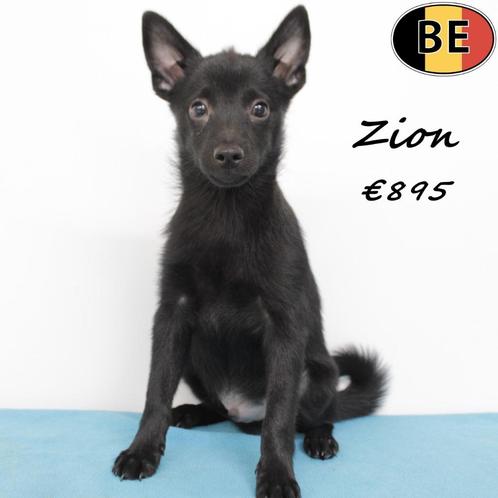 "Zion" Schipperke - leuk reutje - te koop, Dieren en Toebehoren, Honden | Herdershonden en Veedrijvers, Reu, Overige rassen, Handelaar