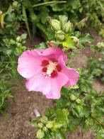 Hibiscus Syriacus, Tuin en Terras, Ophalen