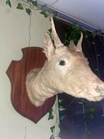Taxidermie ree, Verzamelen, Ophalen, Zo goed als nieuw