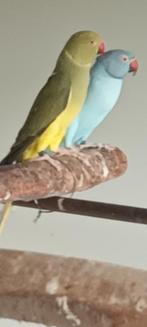 halsbandparkieten  halsbanden, Animaux & Accessoires, Oiseaux | Perruches & Perroquets, Perruche