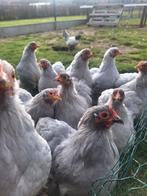 Broedeieren cochin kriel parelgrijs., Dieren en Toebehoren, Geslacht onbekend, Kip