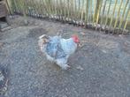Cochin groothoender, Dieren en Toebehoren, Pluimvee, Meerdere dieren, Kip