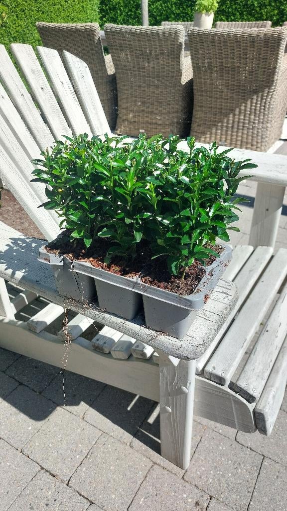 Groene Euonymus. 60 stuks. Soort buxus., Jardin & Terrasse, Plantes | Arbustes & Haies, Enlèvement, Buis, Haie
