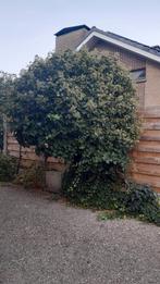 Klimopstruik, Tuin en Terras, Ophalen