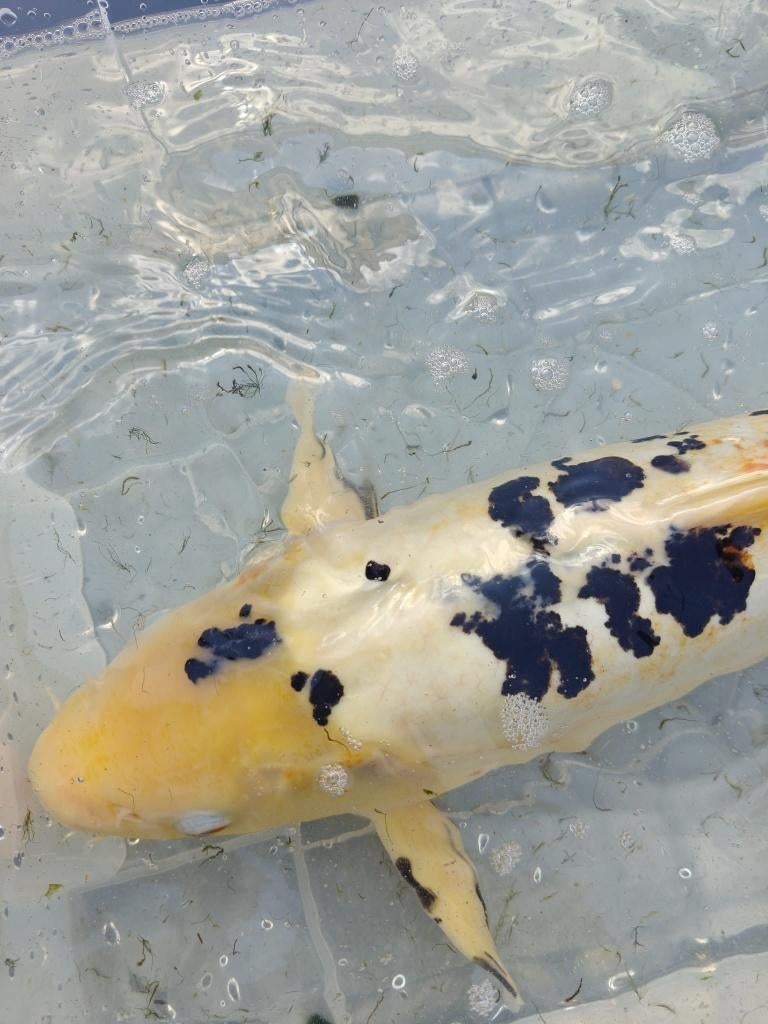 Koi, Dieren en Toebehoren, Karper of Koi