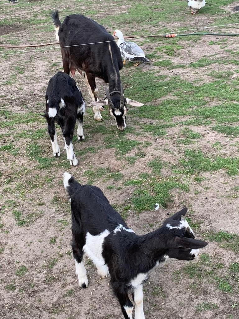 Melkgeit met 2 lammeren, Plusieurs animaux, Chèvre, 0 à 2 ans