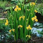Gele Iris, Tuin en Terras, Ophalen
