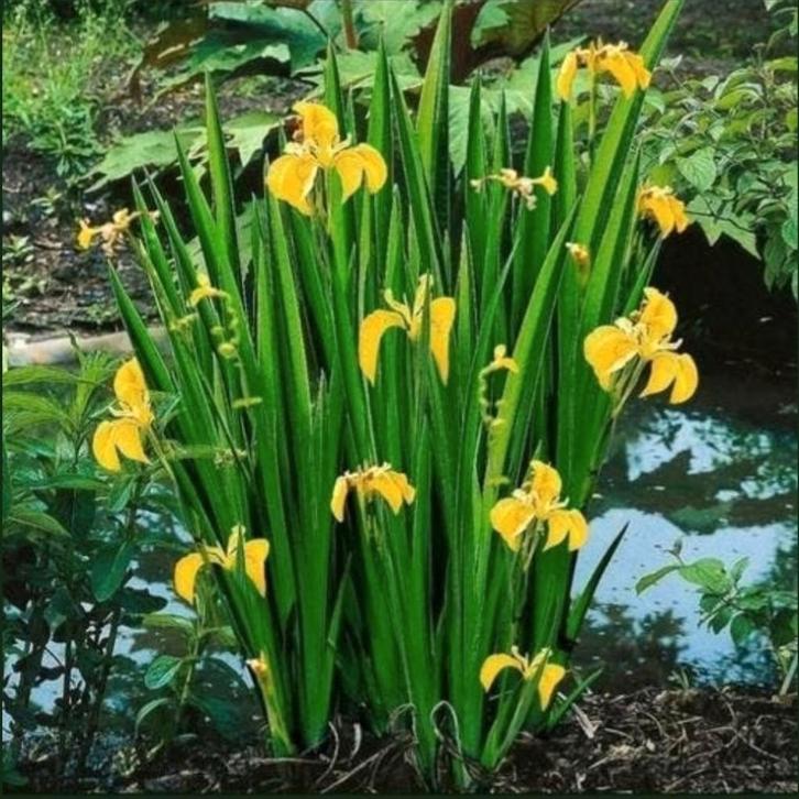 Gele Iris, Tuin en Terras, Planten | Tuinplanten, Ophalen