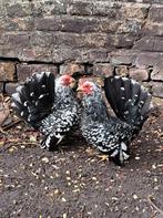 Chabo kippen en hanen, Dieren en Toebehoren