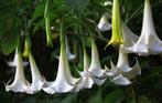 Datura wit, Brugmansia's, trompetbloemen, engelentrompet, Enlèvement, Plein soleil