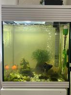 Aquarium la marqué askol 40L bon état à vendre complet, Utilisé, Plante(s), Pierre ou Bois