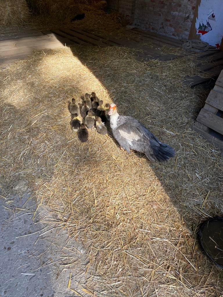 Barberie eend met kuikens, Dieren en Toebehoren, Eend