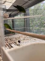 Perruche Katharina, Plusieurs animaux, Perruche, Bagué