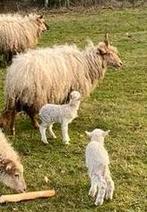 Brebis Racka avec 2 agneaux, Animaux & Accessoires, Moutons, Chèvres & Cochons, Femelle, Mouton, 0 à 2 ans