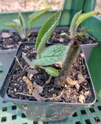 Smeerwortrl ' Bocking 14 ' - p9, Ophalen