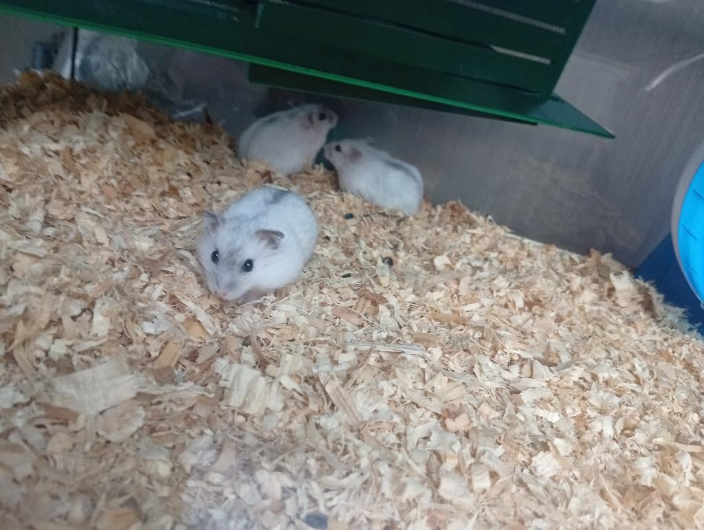 nestje van 3 dwerghamsters, Dieren en Toebehoren, Knaagdieren, Hamster, Maart, Meerdere dieren, Tam