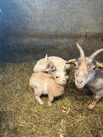Geiten bokje lam, Dieren en Toebehoren, Schapen, Geiten en Varkens