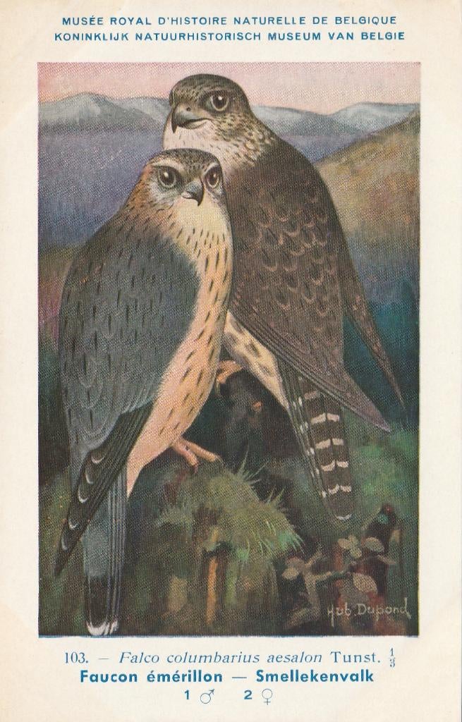 SMELLEKENVALK, Verzamelen, Postkaarten | Dieren, Verzenden, Ongelopen, Vogel