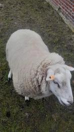 Mooie 2jarige ram voor slacht of dekram, Dieren en Toebehoren, Schapen, Geiten en Varkens