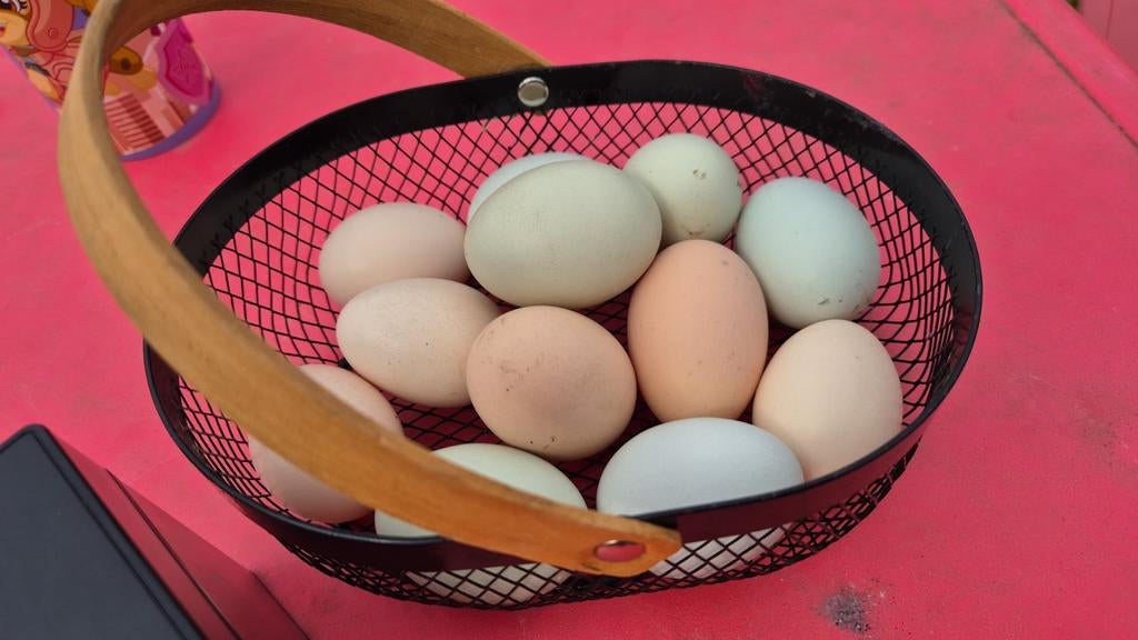 Verse eitjes te koop, Dieren en Toebehoren, Ophalen