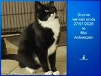 Poes vermist sinds woninginbraak te Mol, Dieren en Toebehoren, Katten-accessoires, Ophalen