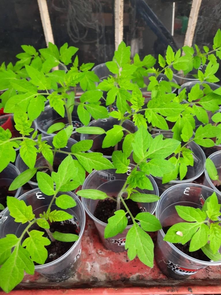 quelques plants de tomates en trop, Jardin & Terrasse, Plantes | Jardin, Annuelle, Plantes potagères, Enlèvement