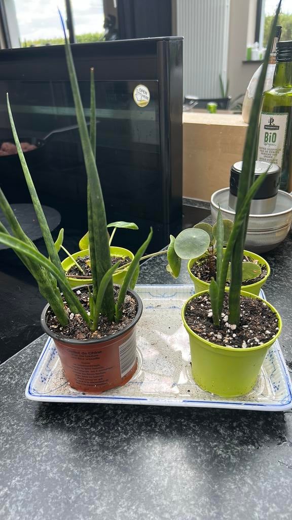 Pannenkoekenplantjes en sanseveria, Maison & Meubles, Plantes d'intérieur, Plante succulente, En pot, Moins de 100 cm, Enlèvement