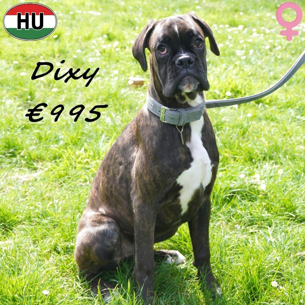 Boxer teefjes (gestroomd) Dina & Dixy, Dieren en Toebehoren, 15 weken tot 1 jaar, Buitenland, Teef, Parvo