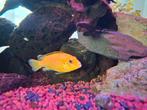 Malawi Cichliden (yelllow labs+ baby's), Dieren en Toebehoren, Zoetwatervis
