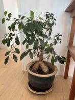 Grote bonsai plant exclusief pot, Ophalen, Bonsai