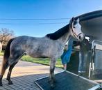 6 jarige volbloed ruin, Met stamboom, Ruin, Niet van toepassing, 3 tot 6 jaar