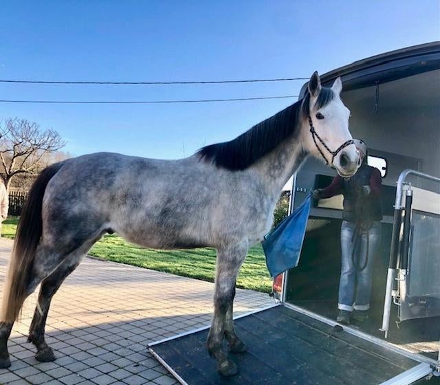 6 jarige ruin, Animaux & Accessoires, Chevaux, Hongre, Ne s'applique pas, 160 à 165 cm, 3 à 6 ans, Cheval de récréation, Avec pedigree