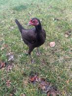 Modern engelse vechtkriel