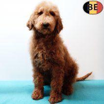 Koningspoedel, reuen - Belgische pups te koop, Dieren en Toebehoren, Honden | Chihuahua's en Gezelschapshonden, Reu, Poedel, Handelaar