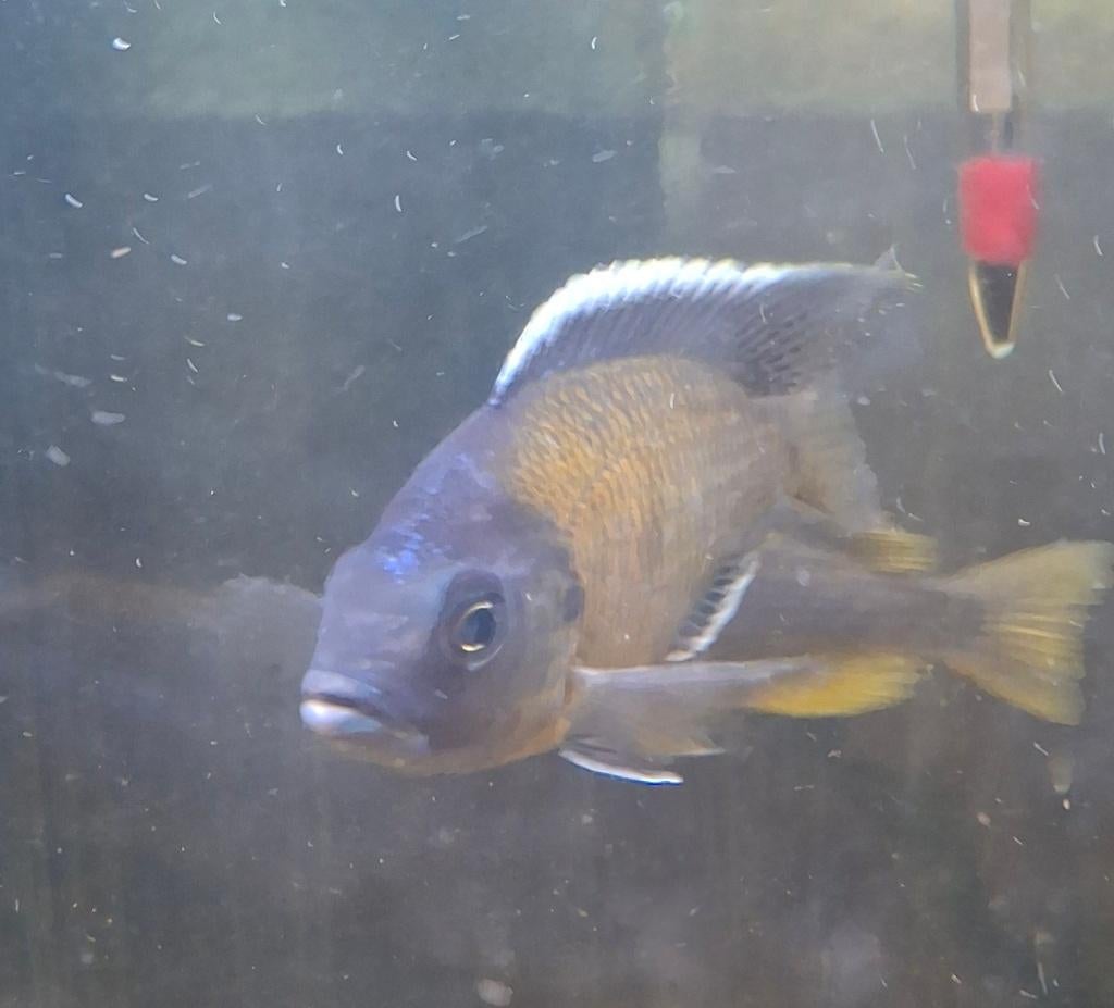 Malawi cichliden, Dieren en Toebehoren, Vissen | Aquariumvissen, Zoetwatervis, Vis