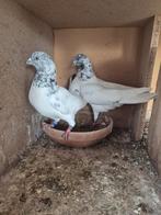 Pakistan hoogvliger kopel, Dieren en Toebehoren, Pluimvee