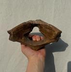 Atlaswervel Wolharige Neushoorn, Verzamelen, Ophalen of Verzenden, Fossiel