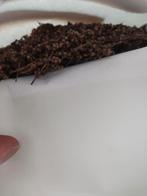 Artemesia annua, Tuin en Terras, Planten | Bomen