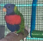 Lori van de blauwe berg, Dieren en Toebehoren