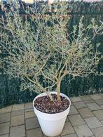 Olijfboom, Tuin en Terras, Ophalen of Verzenden