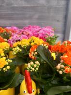 Het is lente in de haan super promotie in bloemen, Tuin en Terras, Ophalen of Verzenden, Lente