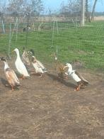 Indische loopeenden, Dieren en Toebehoren, Pluimvee, Meerdere dieren, Eend